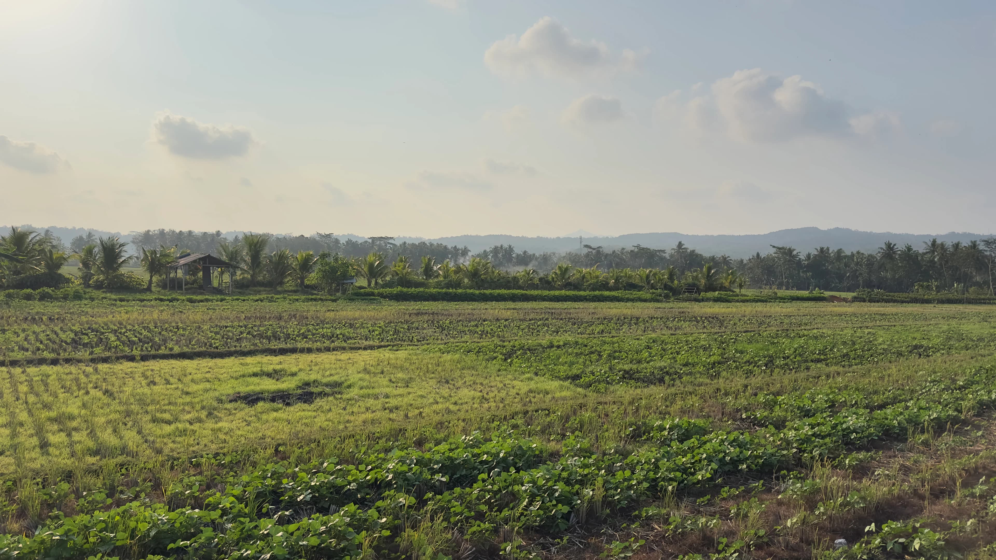 Pemandangan persawahan Dusun Dukuh
